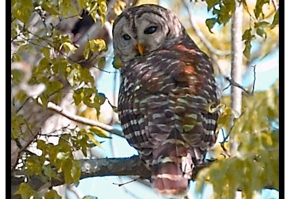 PHOTOS: A Parliament  of Owls