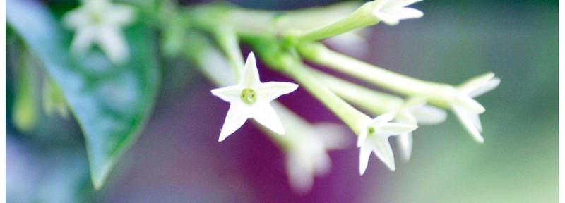 PHOTOS: Flora de Noche…. Night Blooming Jasmine