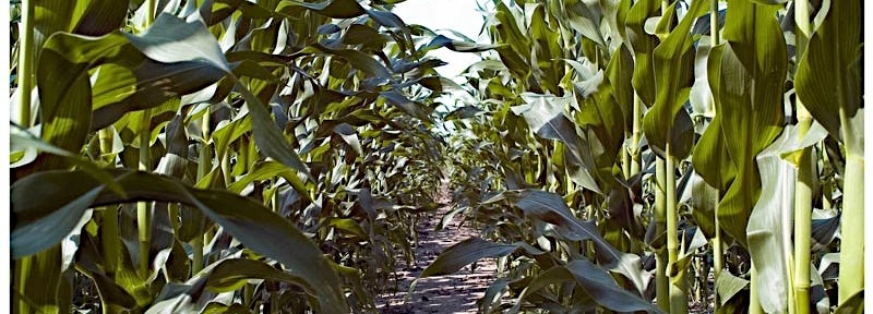 PHOTOS: In a Texas Corn Field