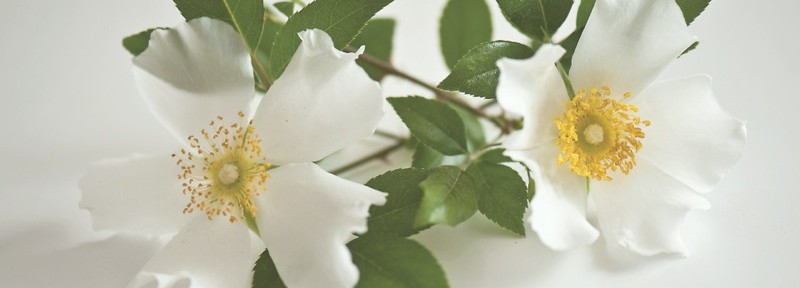 More the Cherokee Rose, Sam Houston, and Old Nacogdoches