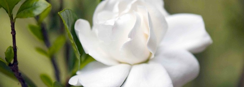 Cape Jasmine