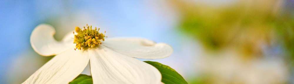 The flowering dogwood has no peer when it comes to beauty and elegance