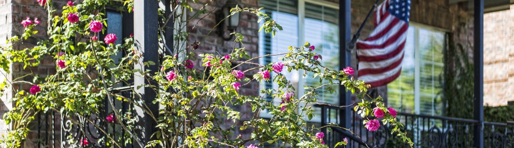 Porch Roses