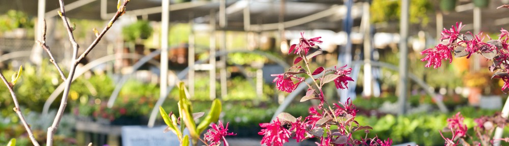 Visit the Local Nursery When Traveling