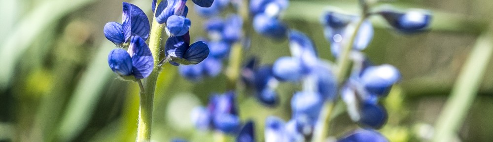 The Bluebonnet and the Fair Ladies of Texas