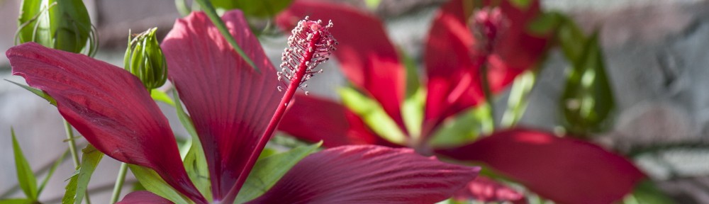 The Hibiscus Tribe