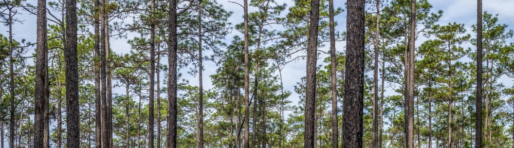 A Longleaf Pine and Wiregrass ecosystem just north of Apalachicola, Florida USA