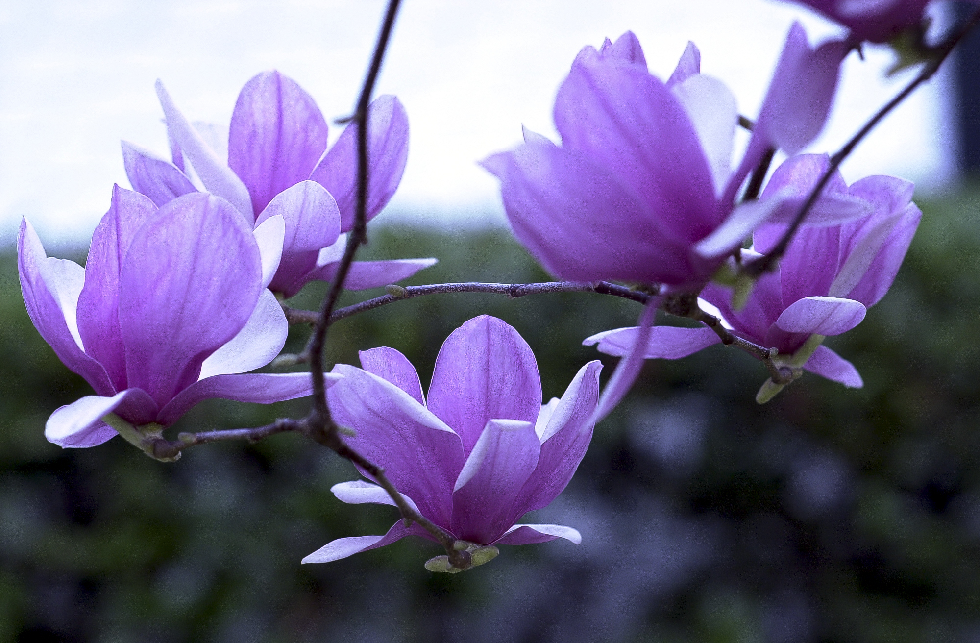 Harbingers of Spring