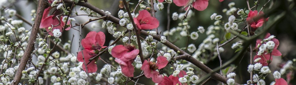 “Heralds of Spring”