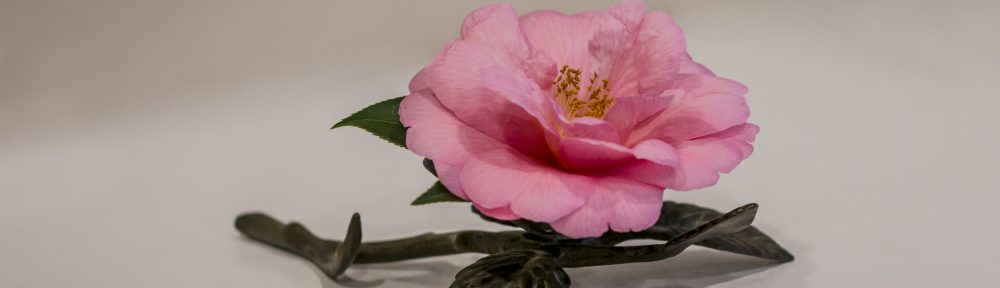 Camellia from the Plaza Principal in Nacogdoches, Texas