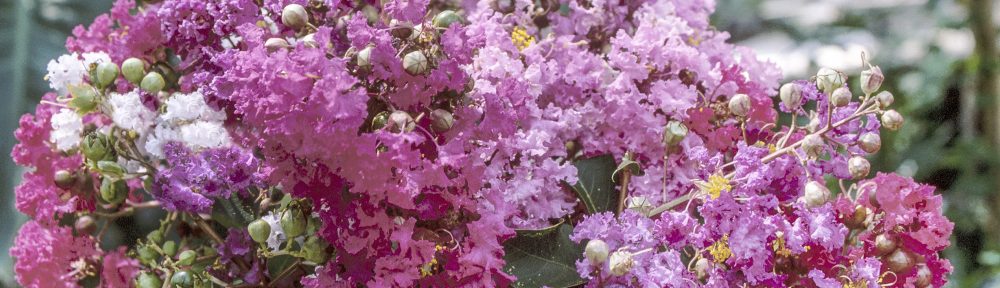 Strike Three and the Crape Myrtle is out!