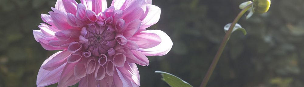 Dahlias…slipping in and out of my life.