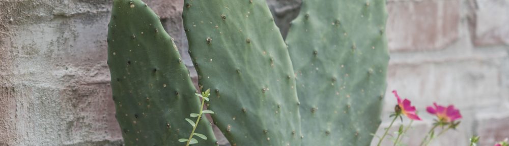 Prickly Pear( Opuntia) With Portulaca