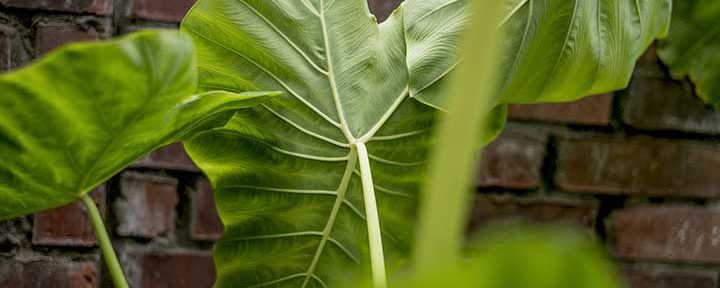 Horticultural architecture