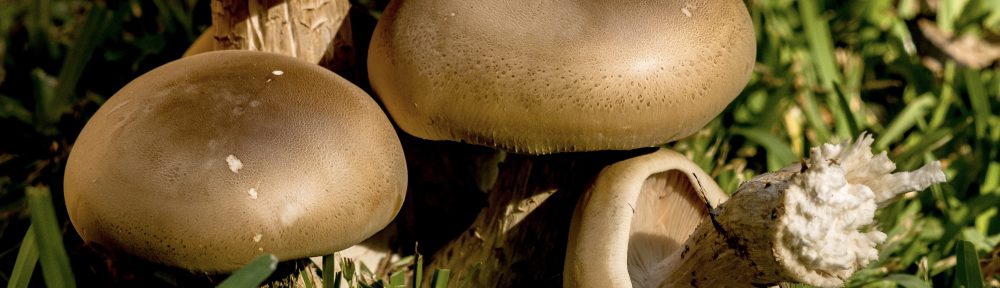 What is a mushroom?